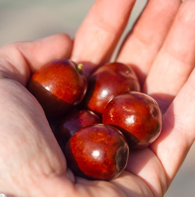 Nature Packaged Jojoba Oil - Direct from EIR Oils' Farm in Israel - 100% Pure Carrier Oil for Hair, Face, and Skin - Hand-Picked, Cold-Pressed Carrier Oil (16oz)