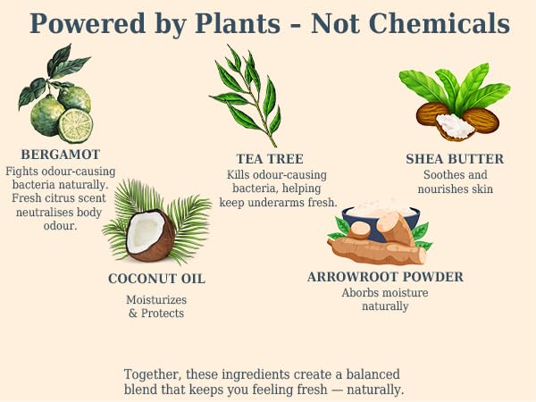 The Ilex Wood Natural Deodorant - 2.4fl oz. Handmade, Aluminum Salt Free, Plastic Free, Cruelty and Alcohol Free, Vegan, Eco Friendly Cardboard Tube – Bergamot and Tea Tree (Citrus)