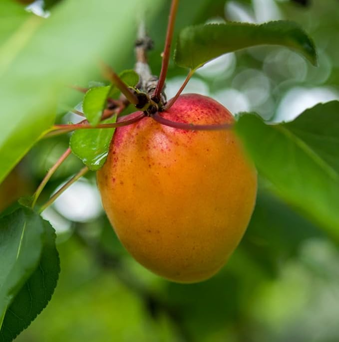 Nature Packaged Apricot Kernel Oil - Direct from Spain and Turkey - 100% Pure Carrier Oil for Hair, Face, and Skin - Cold-Pressed Carrier Oils - (16 oz) 1 Pack