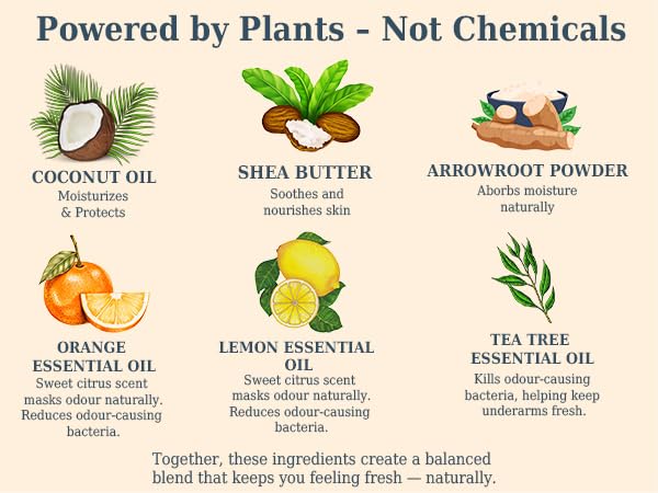 The Ilex Wood Natural Deodorant - 2.4fl oz. Handmade, Aluminum Salt Free, Plastic Free, Cruelty and Alcohol Free, Vegan, Eco Friendly Cardboard Tube - Gentle Citrus Oils, Sodium Bicarbonate Free.