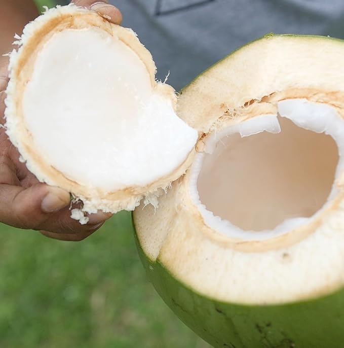 Nature Packaged Fractionated Coconut Oil - Sourced Directly from our Farm Partner in the Philippines - Carrier Oil for Diluting Essential Oils, Body, Hair, and Skin Moisturizer - (4Gallons)