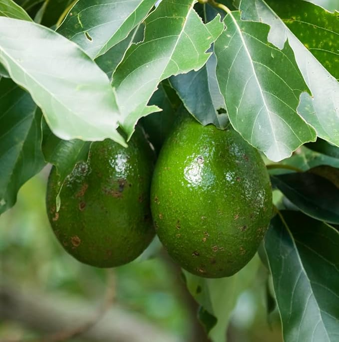 Nature Packaged Avocado Oil - Direct from EIR Oils Farm in Spain - 100% Pure Carrier Oil for Hair, Face, and Skin - Hand-Picked, Cold-Pressed Carrier Oil - (16oz)